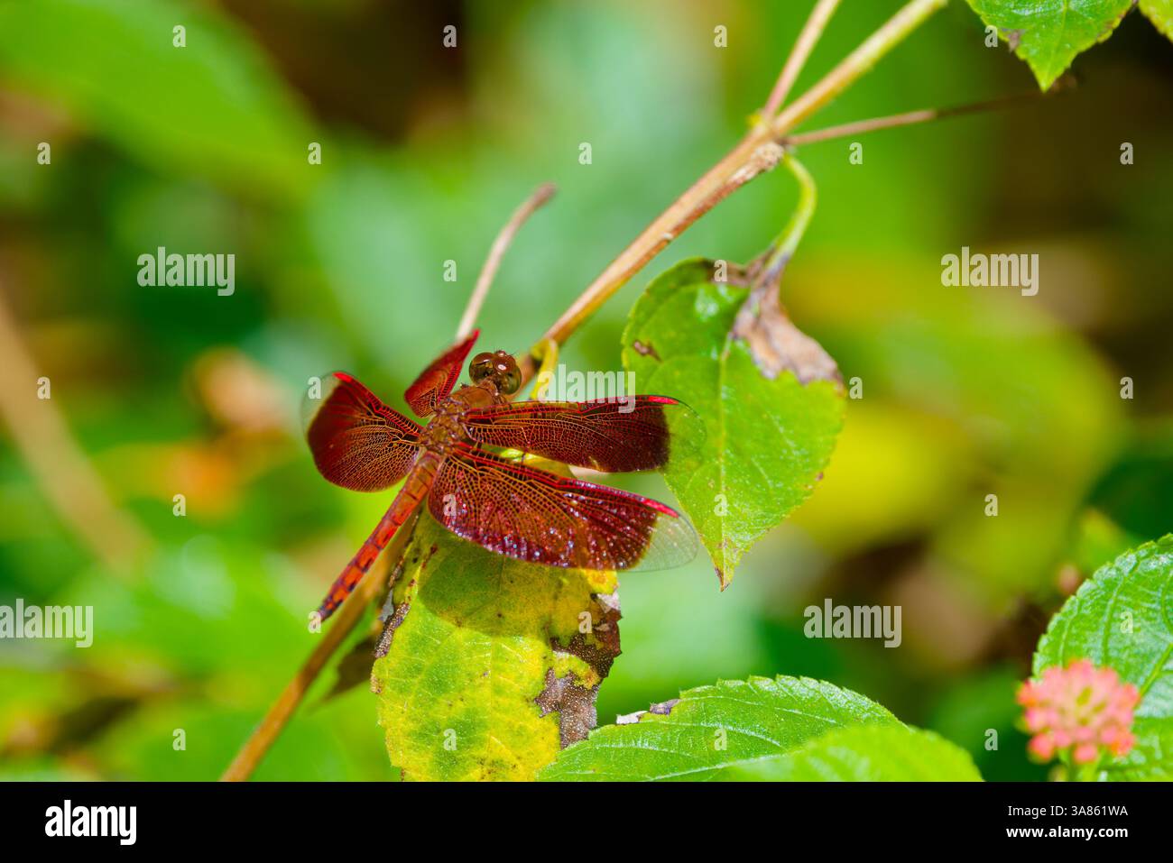 Une libellule rouge frappante perchée délicatement sur une feuille verte vibrante dans un environnement naturel luxuriant, mettant en valeur ses ailes complexes et ses couleurs attrayantes. Banque D'Images
