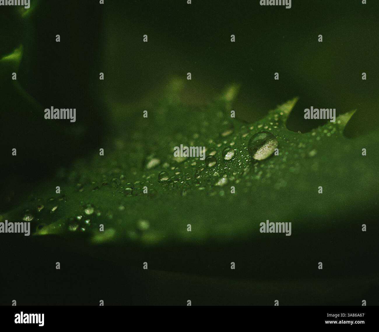 Gros plan de feuilles d'aloès vert foncé avec gouttes d'eau et texture de bruit Banque D'Images