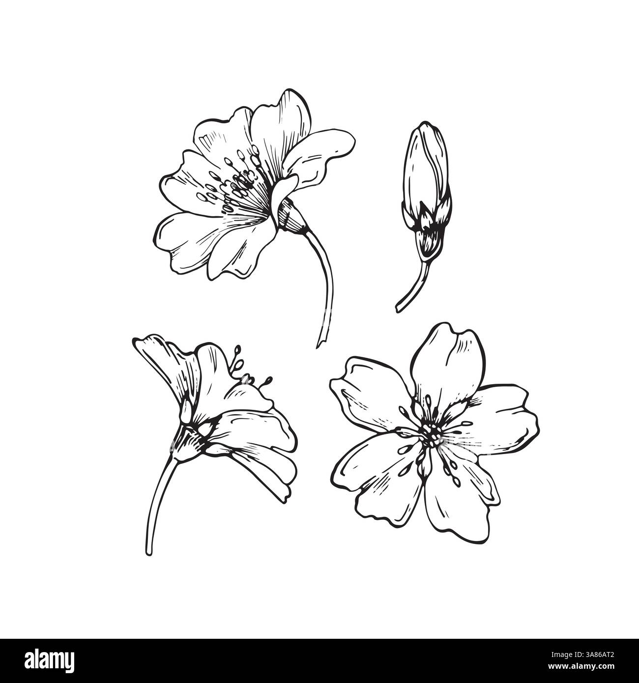 Illustrations vectorielles de branche d'amande dessinées à la main à l'encre. Illustration de Vecteur Illustrations vectorielles de branche d'amande dessinées à la main à l'encre. Illustration de Vecteur