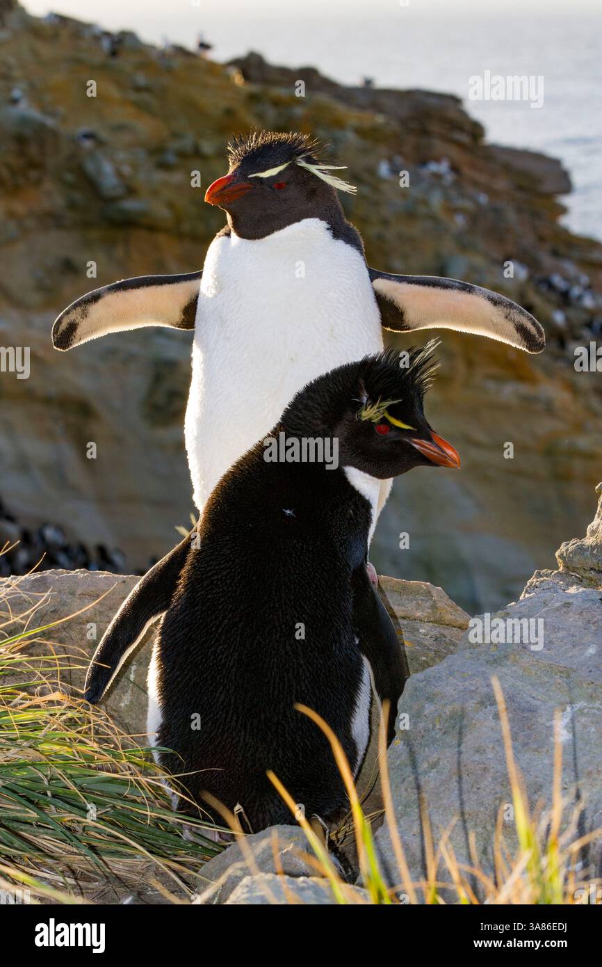 Les manchots-larves adultes (Eudyptes chrysocome chrysocome) dans une colonie de reproduction et de mue sur New Island, îles Falkland Banque D'Images