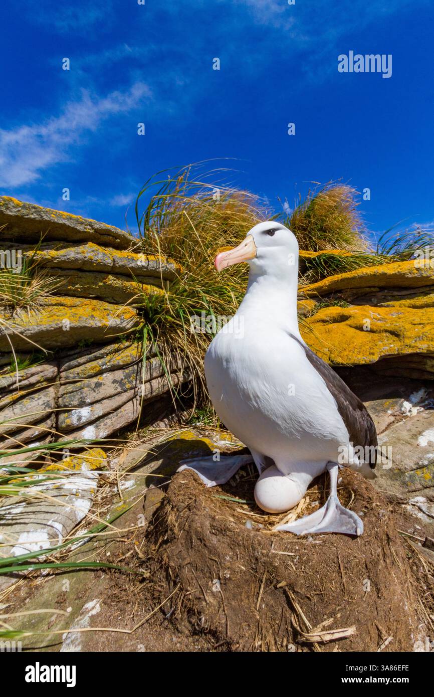 Colonie de reproduction d'albatros à sourcils noirs (Thalassarche melanophrys) sur l'île Carcass dans les îles Falkland Banque D'Images