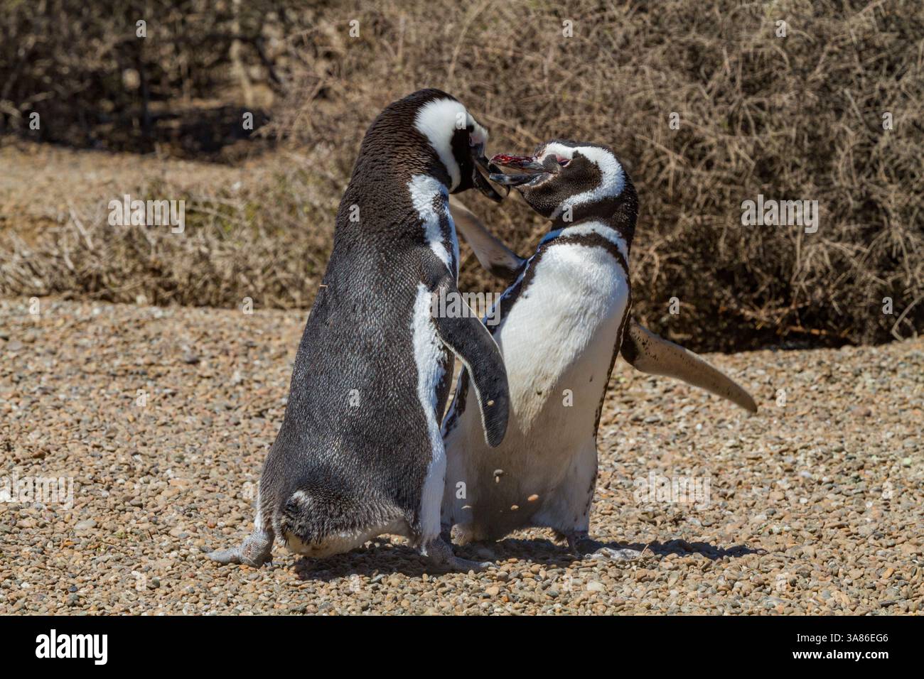 Manchots magellaniques (Spheniscus magellanicus) sur un site de reproduction et de mue à Estancia San Lorenzo, Argentine Banque D'Images