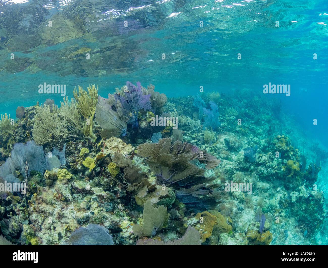 Vue sous-marine du récif le long de la circonférence du Grand trou bleu sur Lighthouse Reef, UNESCO, Belize Banque D'Images