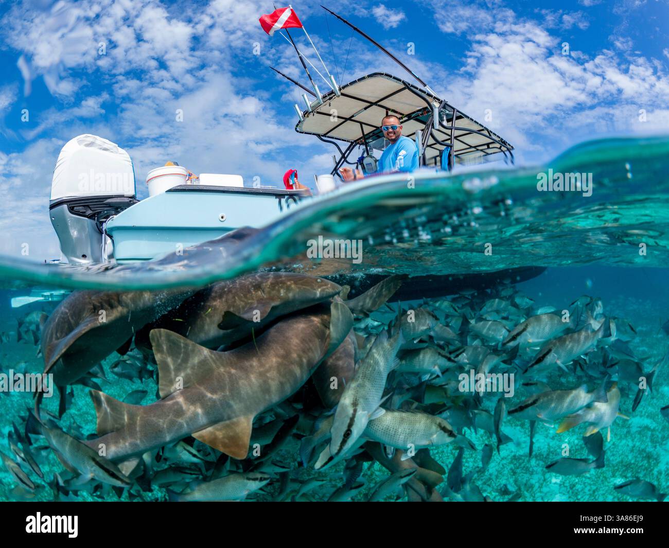 Requins nourrissons (Ginglymostoma cirratum), nourris dans la réserve marine de Hol Chan, à l'intérieur de la barrière de corail mésoaméricaine, Belize Banque D'Images
