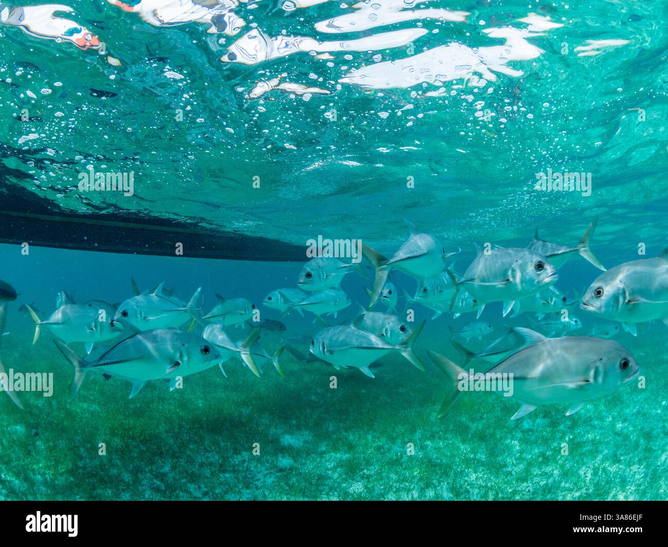 Horse-eye jacks (Caranx latus), école dans la réserve marine de Hol Chan, à l'intérieur de la barrière de corail mésoaméricaine, Belize Banque D'Images