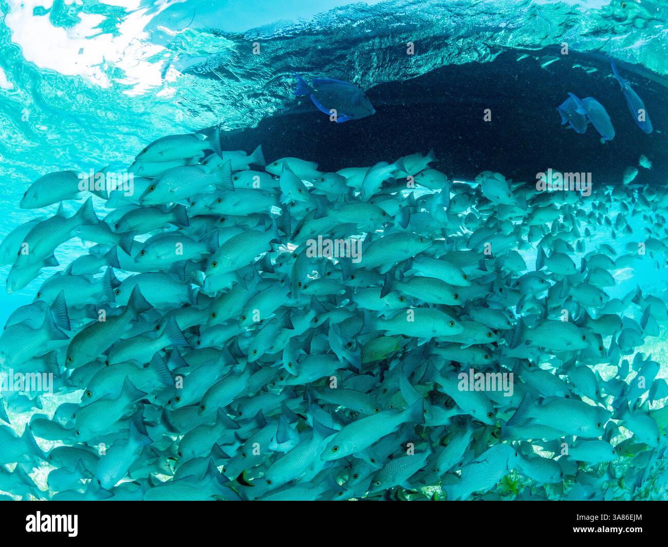 Vivaneaux de mangrove (Lutjanus griseus), scolarisés dans la réserve marine de Hol Chan, à l'intérieur de la barrière de corail mésoaméricaine, Belize Banque D'Images