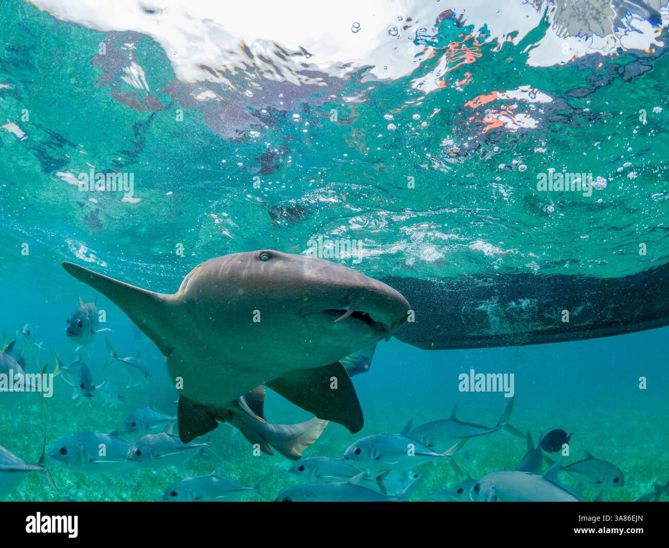 Requins nourrissons (Ginglymostoma cirratum), nourris dans la réserve marine de Hol Chan, à l'intérieur de la barrière de corail mésoaméricaine, Belize Banque D'Images