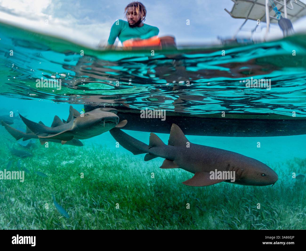 Requins nourrissons (Ginglymostoma cirratum), nourris dans la réserve marine de Hol Chan, à l'intérieur de la barrière de corail mésoaméricaine, Belize Banque D'Images