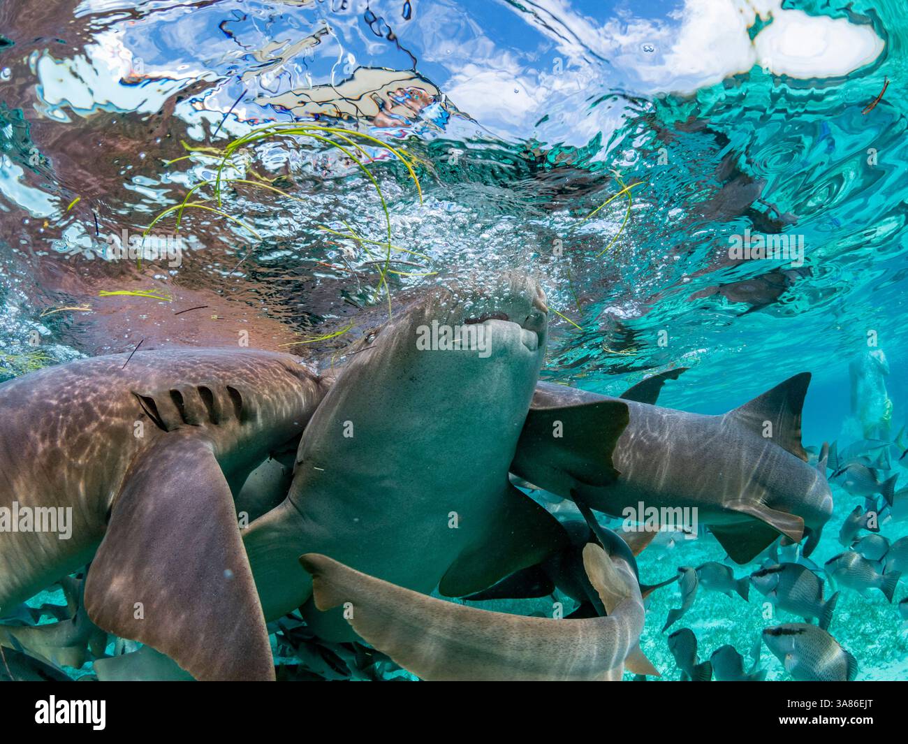 Requins nourrissons (Ginglymostoma cirratum), nourris dans la réserve marine de Hol Chan, à l'intérieur de la barrière de corail mésoaméricaine, Belize Banque D'Images