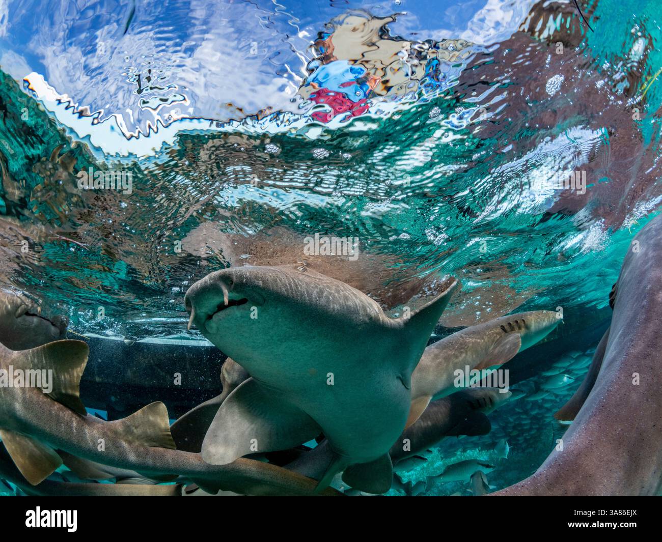 Requins nourrissons (Ginglymostoma cirratum), nourris dans la réserve marine de Hol Chan, à l'intérieur de la barrière de corail mésoaméricaine, Belize Banque D'Images