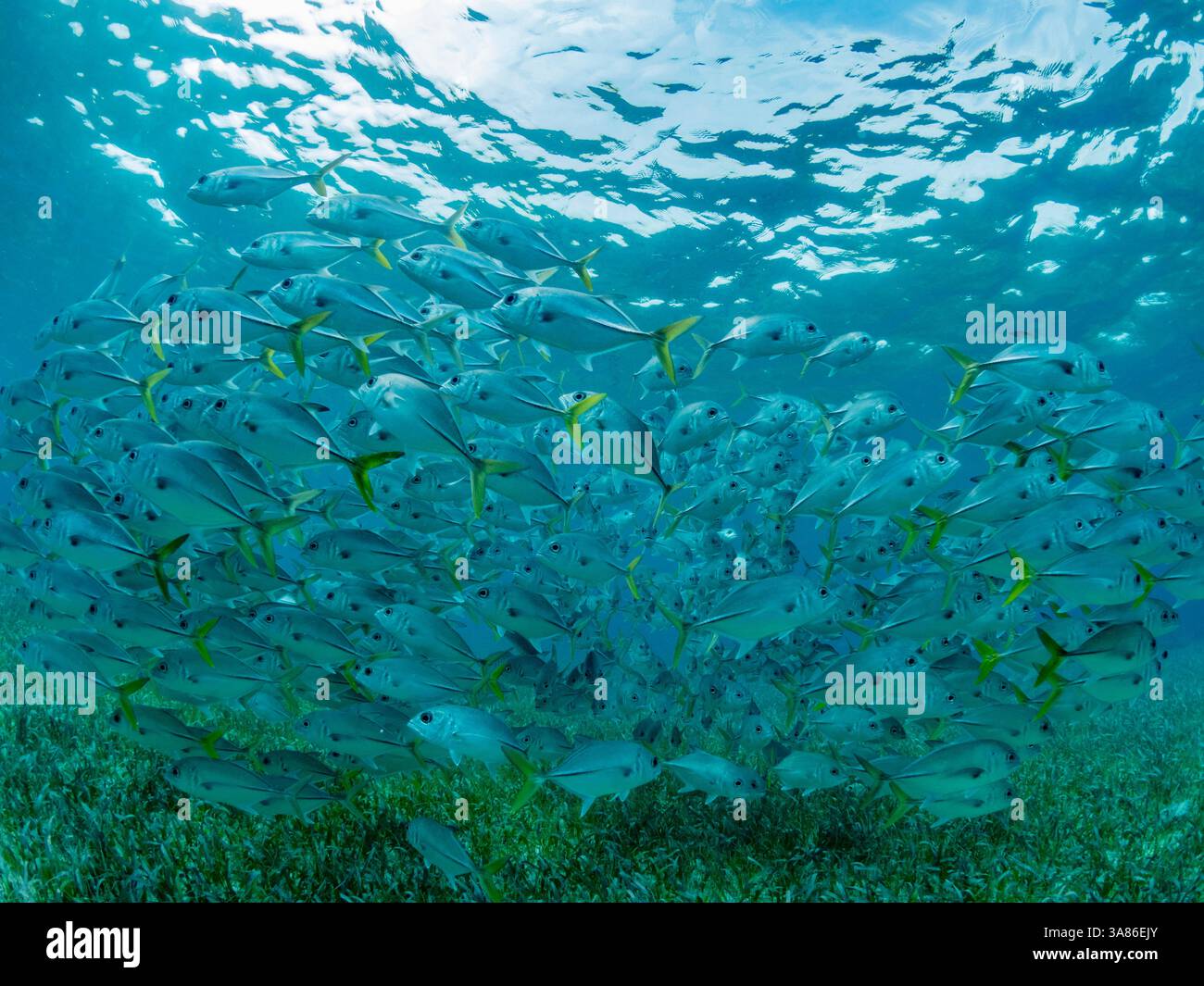 Horse-eye jacks (Caranx latus), école dans la réserve marine de Hol Chan, à l'intérieur de la barrière de corail mésoaméricaine, Belize Banque D'Images