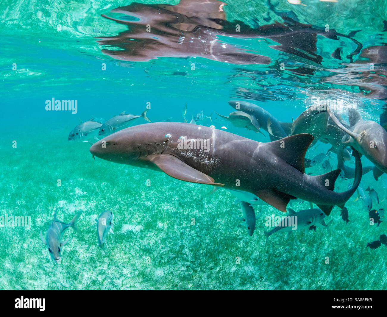 Requins nourrissons (Ginglymostoma cirratum), nourris dans la réserve marine de Hol Chan, à l'intérieur de la barrière de corail mésoaméricaine, Belize Banque D'Images