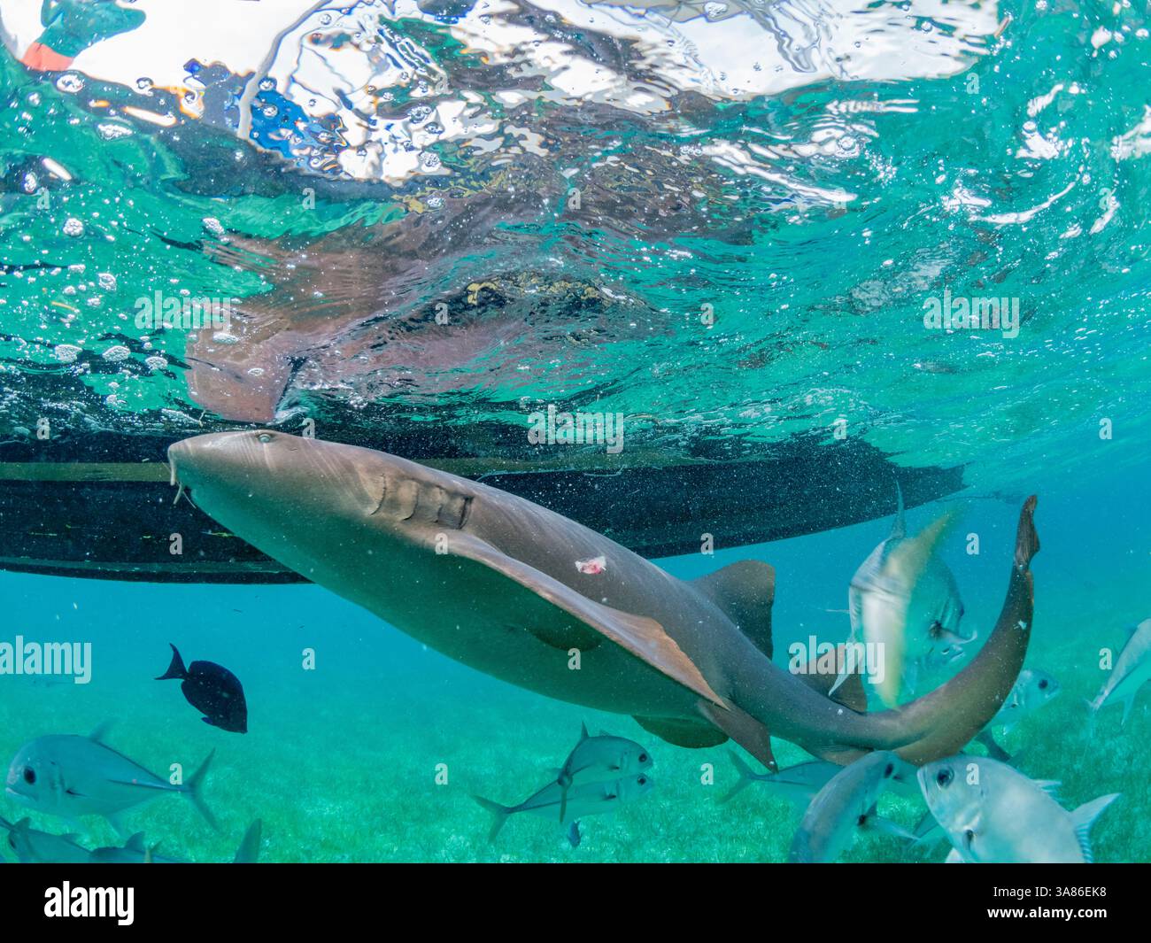 Requins nourrissons (Ginglymostoma cirratum), nourris dans la réserve marine de Hol Chan, à l'intérieur de la barrière de corail mésoaméricaine, Belize Banque D'Images