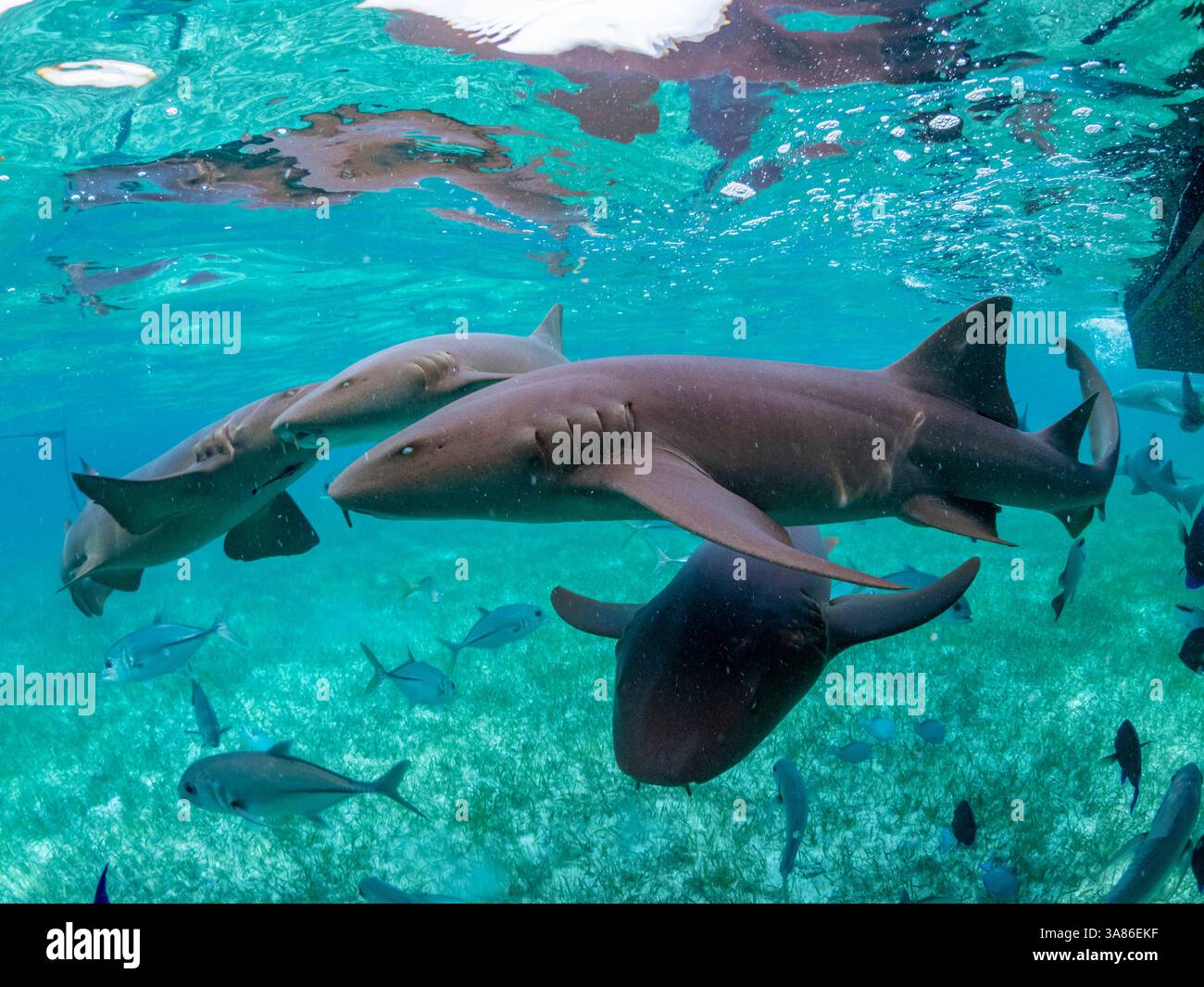 Requins nourrissons (Ginglymostoma cirratum), nourris dans la réserve marine de Hol Chan, à l'intérieur de la barrière de corail mésoaméricaine, Belize Banque D'Images