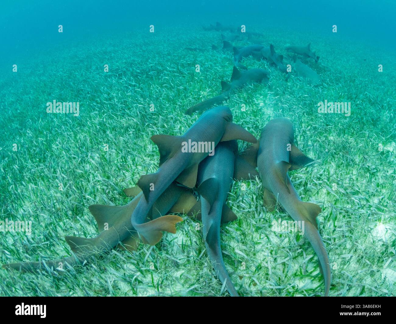 Requins nourriciers (Ginglymostoma cirratum), se massant dans la réserve marine de Hol Chan, à l'intérieur de la barrière de corail mésoaméricaine, Belize Banque D'Images