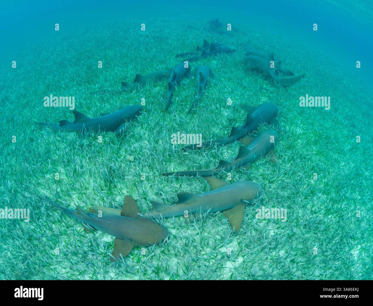Requins nourriciers (Ginglymostoma cirratum), se massant dans la réserve marine de Hol Chan, à l'intérieur de la barrière de corail mésoaméricaine, Belize Banque D'Images