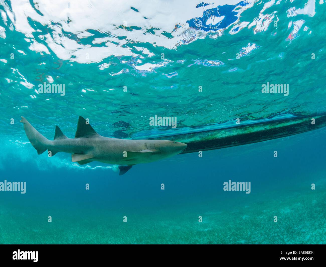 Requin nourricier (Ginglymostoma cirratum), avec bateau dans la réserve marine de Hol Chan, à l'intérieur de la barrière de corail mésoaméricaine, Belize Banque D'Images