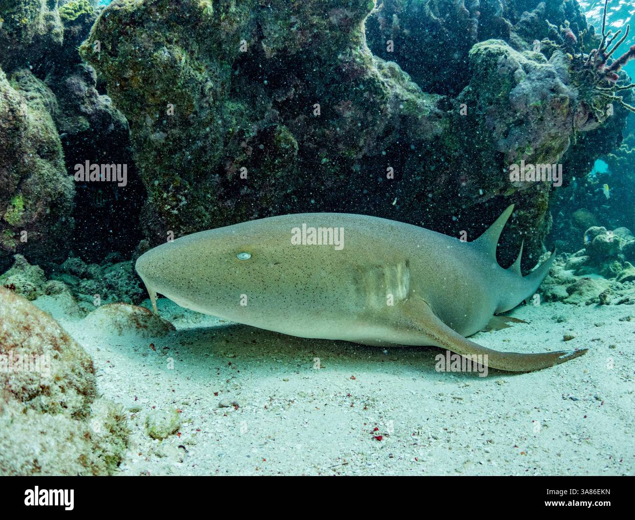 Requin nourricier (Ginglymostoma cirratum), sur le sable dans la réserve marine de Hol Chan, à l'intérieur de la barrière de corail méso-américaine, Belize Banque D'Images