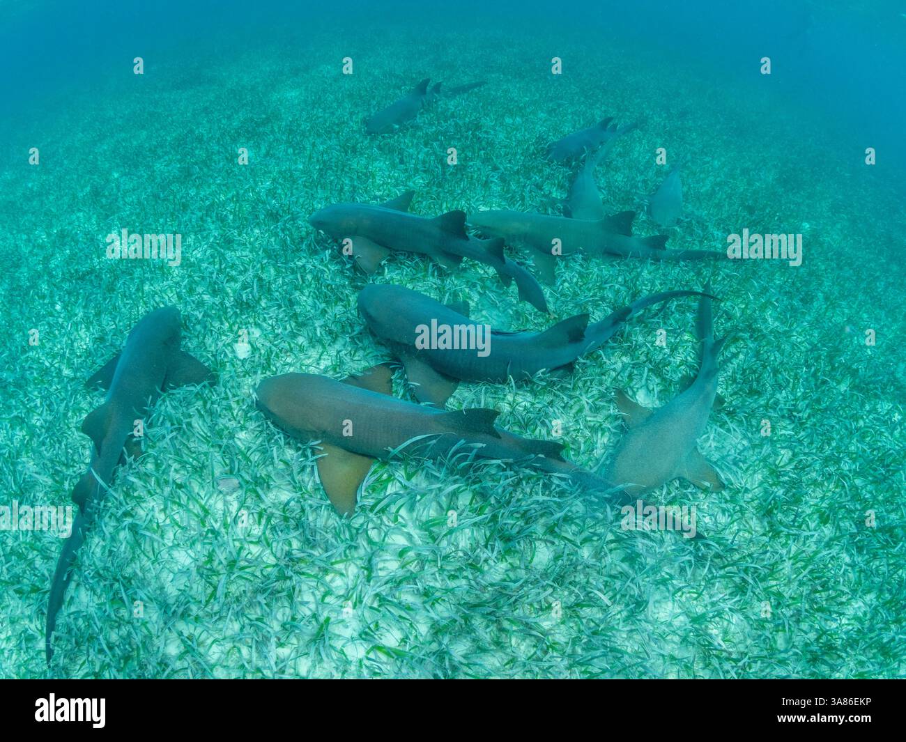 Requins nourriciers (Ginglymostoma cirratum), se massant dans la réserve marine de Hol Chan, à l'intérieur de la barrière de corail mésoaméricaine, Belize Banque D'Images