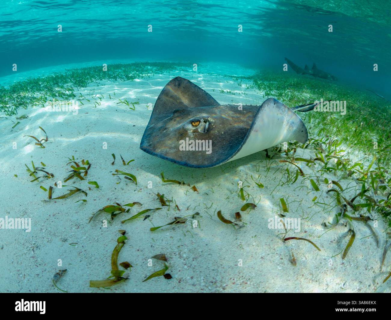 Raies du sud (Hypanus americanus) sur sable dans l'allée des requins et des raies, Caye Caulker, barrière de corail mésoaméricaine, Belize Banque D'Images Raies du sud (Hypanus americanus) sur sable dans l'allée des requins et des raies, Caye Caulker, barrière de corail mésoaméricaine, Belize Banque D'Images