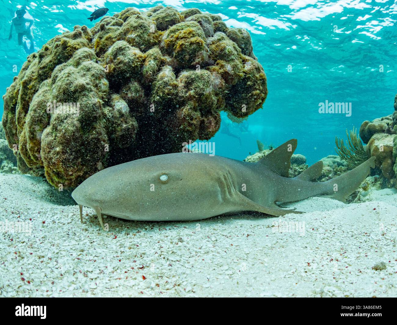 Requin nourricier (Ginglymostoma cirratum), sur le sable dans la réserve marine de Hol Chan, à l'intérieur de la barrière de corail méso-américaine, Belize Banque D'Images