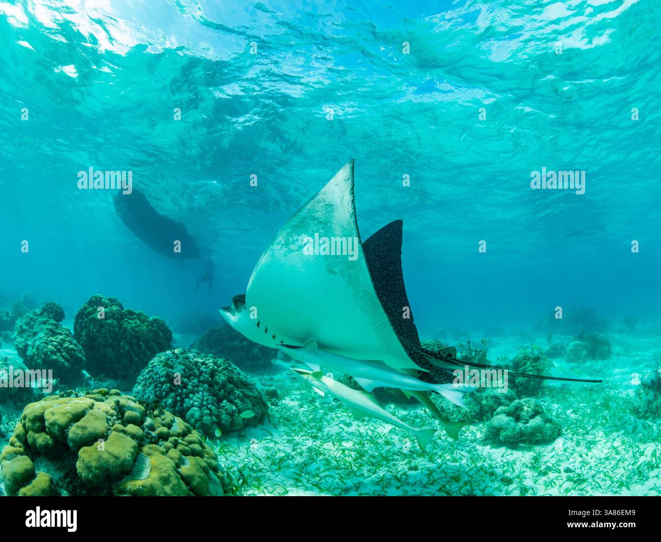 Raie aigle tachetée (Aetobatus narinari), réserve marine de Hol Chan, à l'intérieur de la barrière de corail mésoaméricaine, Belize Banque D'Images