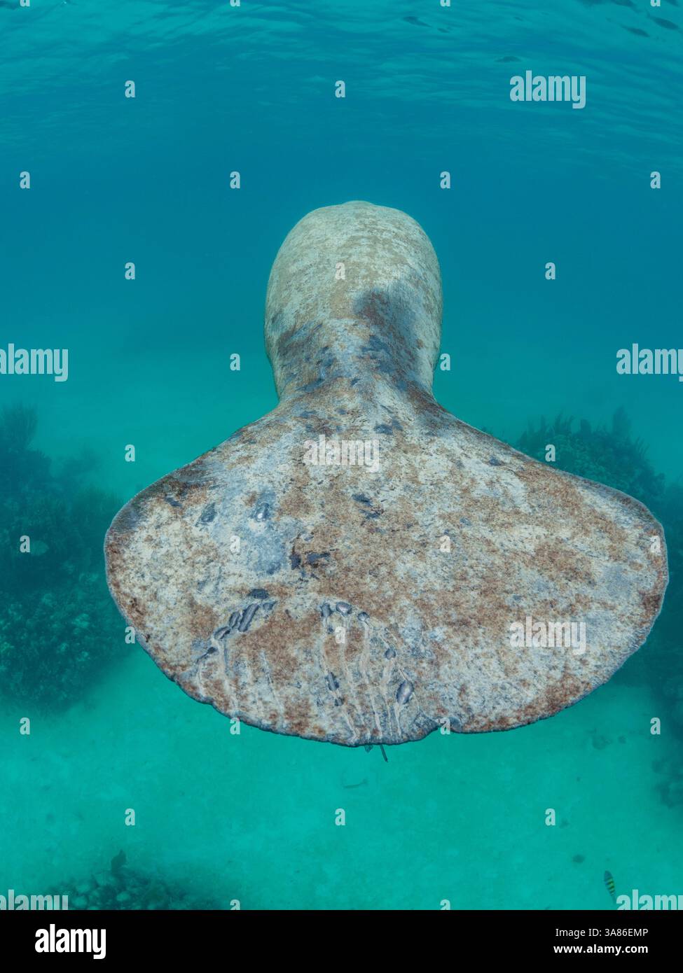 Lamantin des Antilles (Trichechus manatus), sur le récif près de Caye Caulker, à l'intérieur de la barrière de corail mésoaméricaine, Belize Banque D'Images Lamantin des Antilles (Trichechus manatus), sur le récif près de Caye Caulker, à l'intérieur de la barrière de corail mésoaméricaine, Belize Banque D'Images