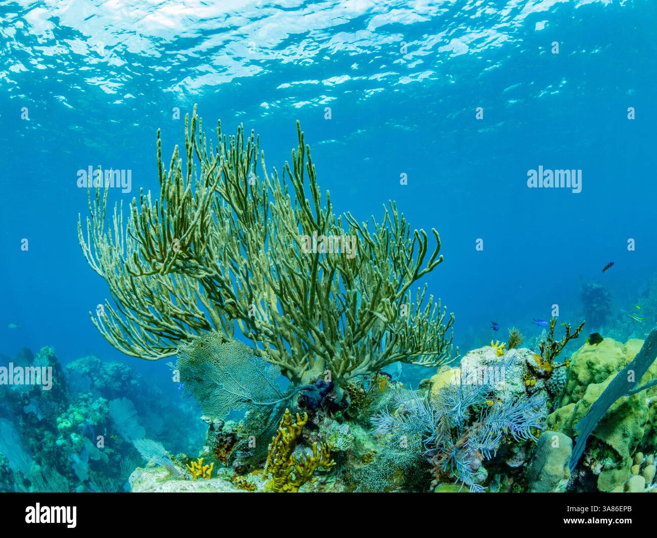 Coraux mous et éponges sous l'eau sur long Caye dans la barrière de corail mésoaméricaine, Belize Banque D'Images Coraux mous et éponges sous l'eau sur long Caye dans la barrière de corail mésoaméricaine, Belize Banque D'Images