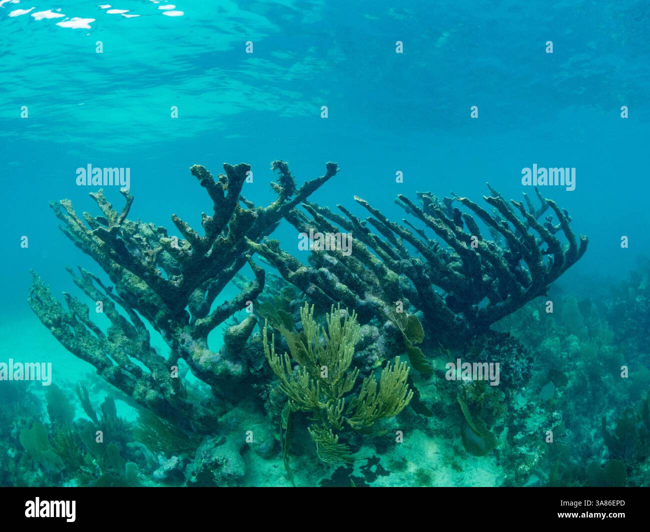 Une myriade de poissons et de coraux sous-marins à Hol Chan Marine Preserve, à l'intérieur de la barrière de corail méso-américaine, Belize Banque D'Images