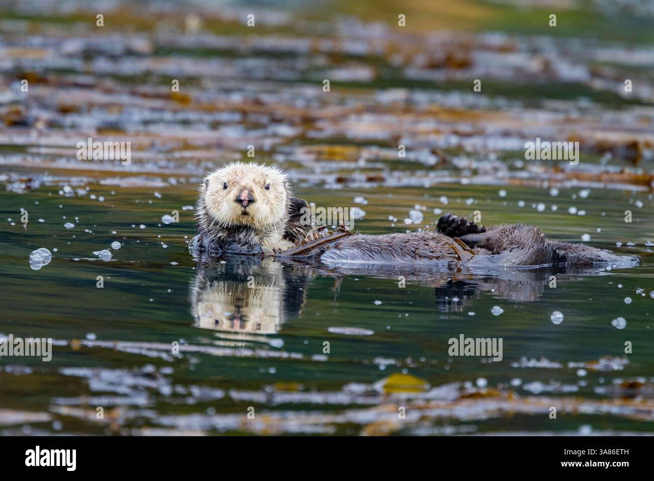 Loutre de mer adulte (Enhydra lutris kenyoni) dans un lit de varech à Inian Pass, dans le sud-est de l'Alaska, aux États-Unis d'Amérique Banque D'Images Loutre de mer adulte (Enhydra lutris kenyoni) dans un lit de varech à Inian Pass, dans le sud-est de l'Alaska, aux États-Unis d'Amérique Banque D'Images
