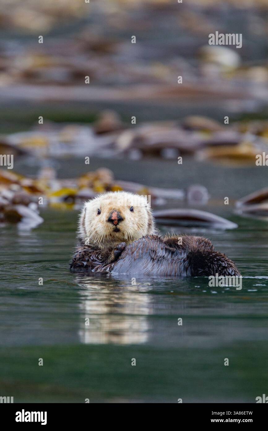 Loutre de mer adulte (Enhydra lutris kenyoni) dans un lit de varech à Inian Pass, dans le sud-est de l'Alaska, aux États-Unis d'Amérique Banque D'Images