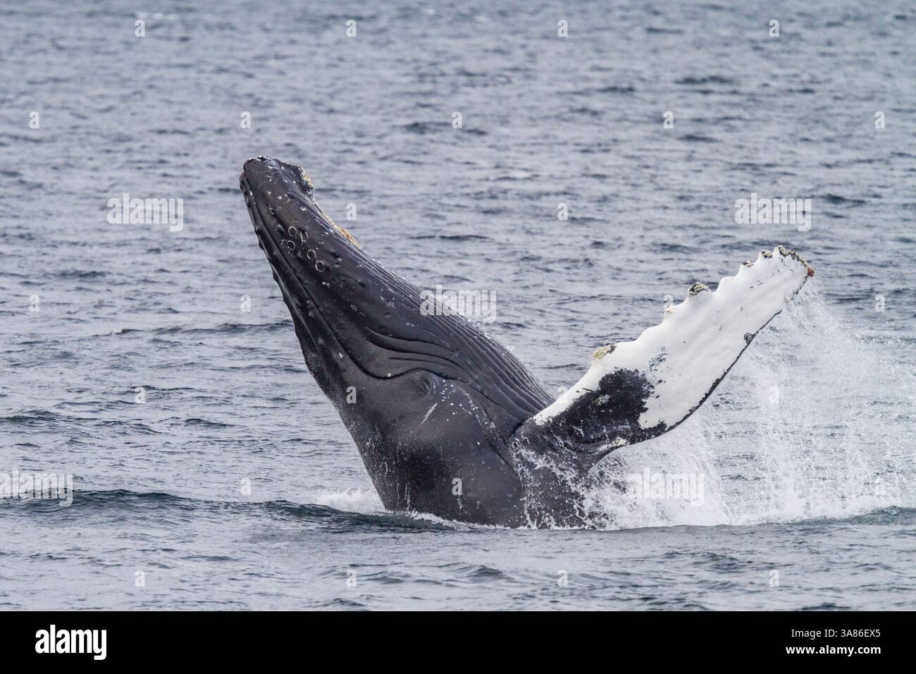 Rorqual à bosse adulte (Megaptera novaeangliae) qui se brise le long de la rive ouest du détroit de Chatham en Alaska, aux États-Unis d'Amérique Banque D'Images