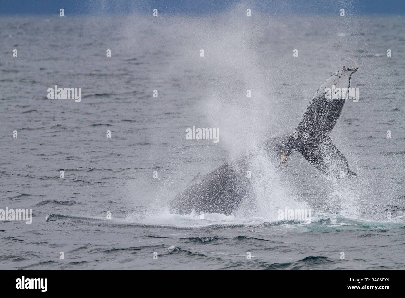 Baleine à bosse adulte (Megaptera novaeangliae) jette la queue parmi les baleines nourrissantes dans le sud-est de l'Alaska, États-Unis d'Amérique Banque D'Images