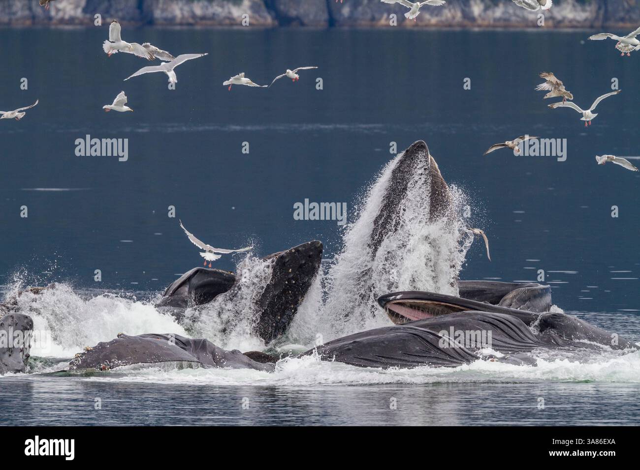 Rorquals à bosse adultes (Megaptera novaeangliae) se nourrissent en coopération avec des filets à bulles dans le sud-est de l'Alaska, aux États-Unis d'Amérique Banque D'Images