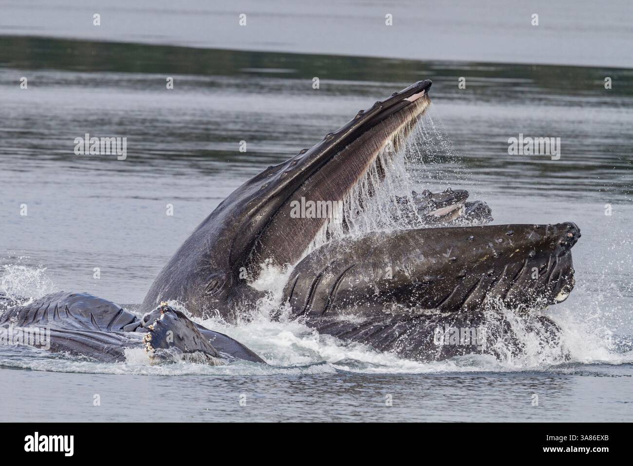 Rorquals à bosse adultes (Megaptera novaeangliae) se nourrissent en coopération avec des filets à bulles dans le sud-est de l'Alaska, aux États-Unis d'Amérique Banque D'Images