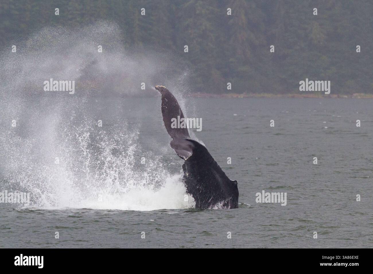 Baleine à bosse adulte (Megaptera novaeangliae) jette la queue parmi les baleines nourrissantes dans le sud-est de l'Alaska, États-Unis d'Amérique Banque D'Images