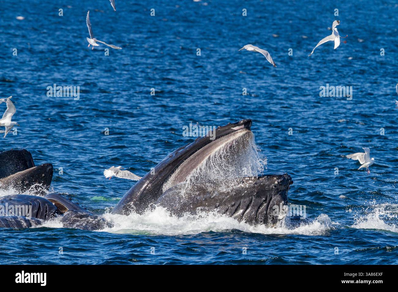 Rorquals à bosse adultes (Megaptera novaeangliae) se nourrissent en coopération avec des filets à bulles dans le sud-est de l'Alaska, aux États-Unis d'Amérique Banque D'Images
