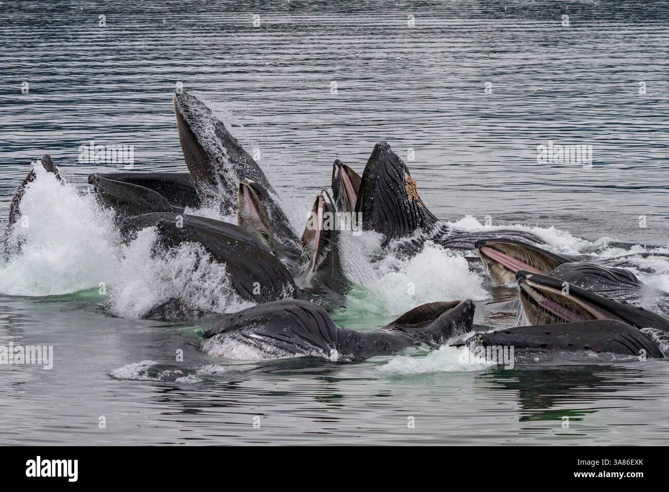 Rorquals à bosse adultes (Megaptera novaeangliae) se nourrissent en coopération avec des filets à bulles dans le sud-est de l'Alaska, aux États-Unis d'Amérique Banque D'Images