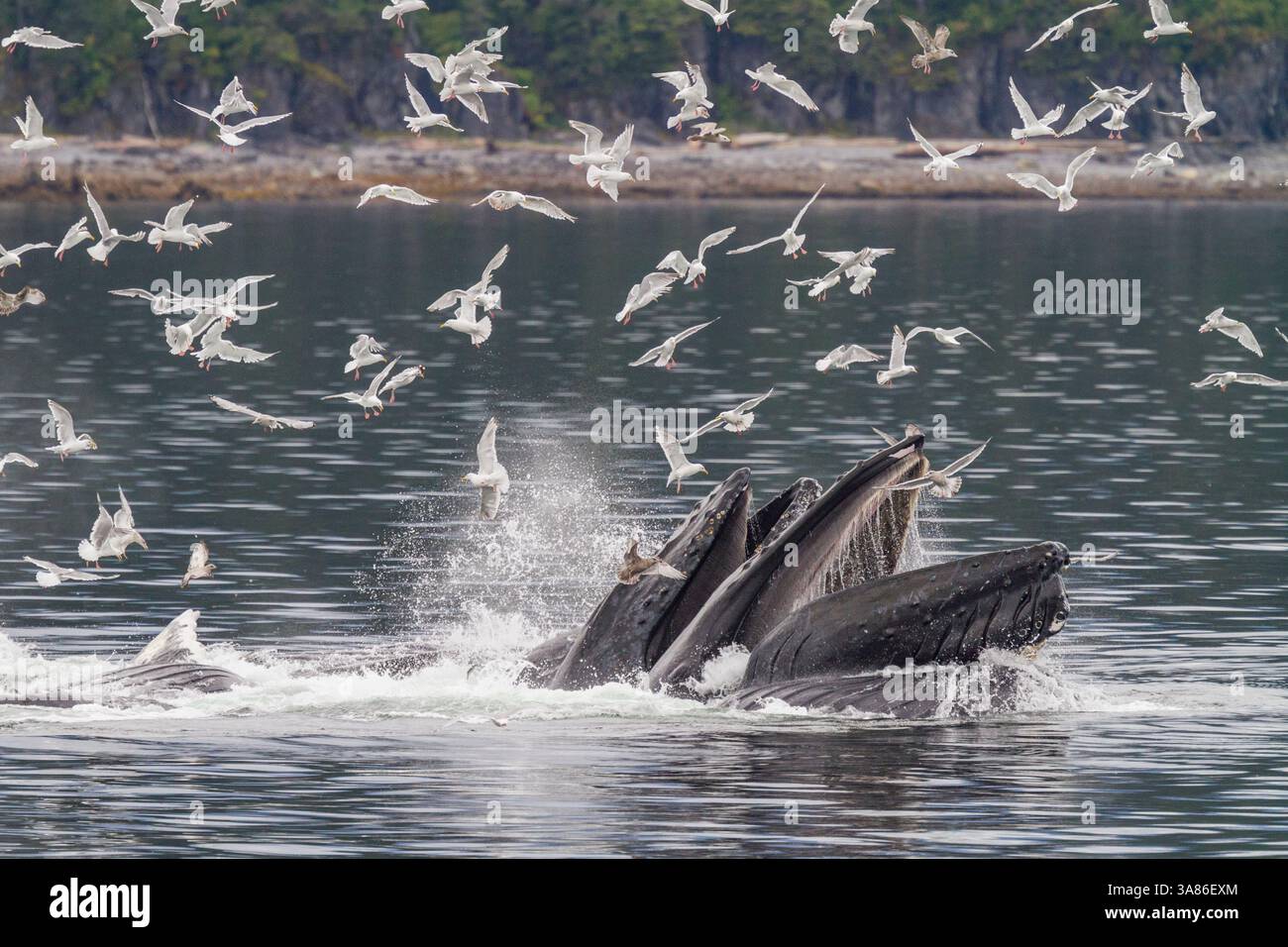 Rorquals à bosse adultes (Megaptera novaeangliae) se nourrissent en coopération avec des filets à bulles dans le sud-est de l'Alaska, aux États-Unis d'Amérique Banque D'Images