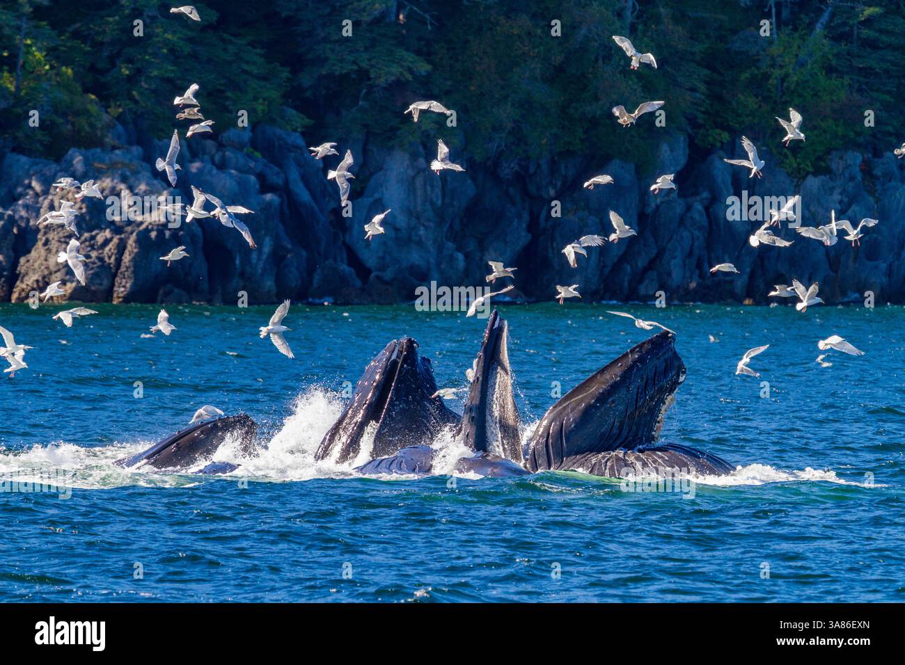 Rorquals à bosse adultes (Megaptera novaeangliae) se nourrissent en coopération avec des filets à bulles dans le sud-est de l'Alaska, aux États-Unis d'Amérique Banque D'Images