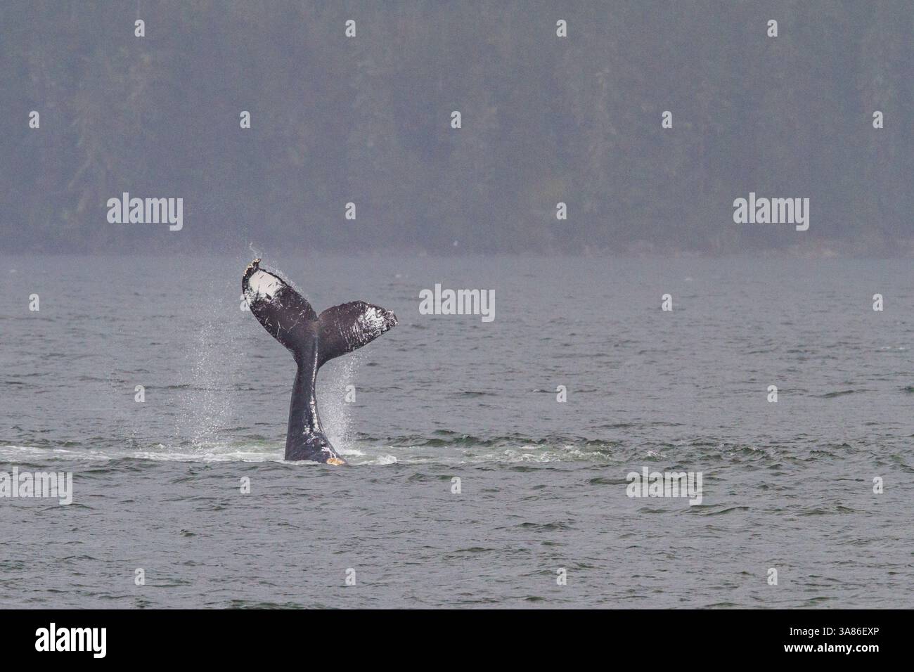 Baleine à bosse adulte (Megaptera novaeangliae) jette la queue parmi les baleines nourrissantes dans le sud-est de l'Alaska, États-Unis d'Amérique Banque D'Images