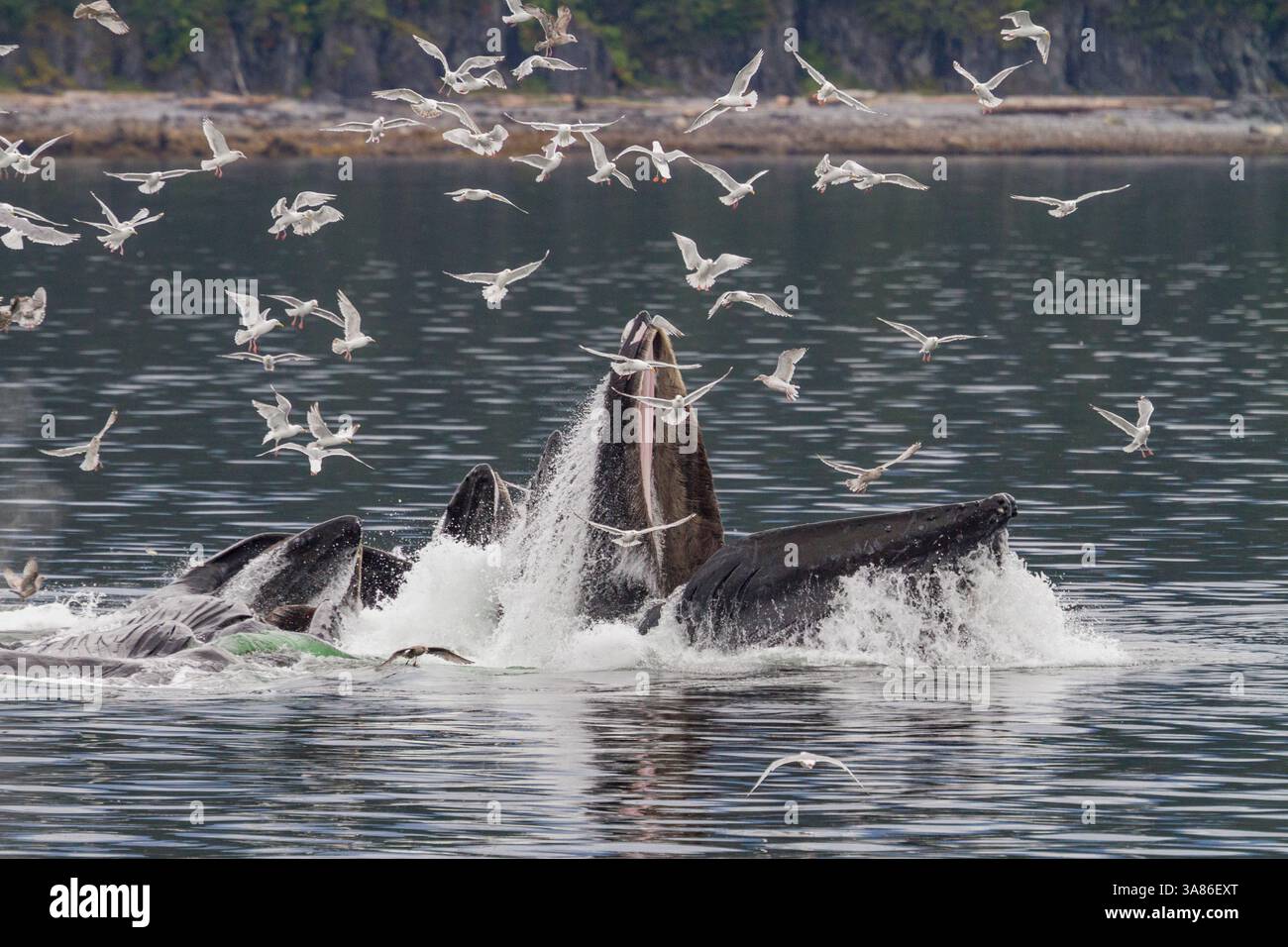 Rorquals à bosse adultes (Megaptera novaeangliae) se nourrissent en coopération avec des filets à bulles dans le sud-est de l'Alaska, aux États-Unis d'Amérique Banque D'Images