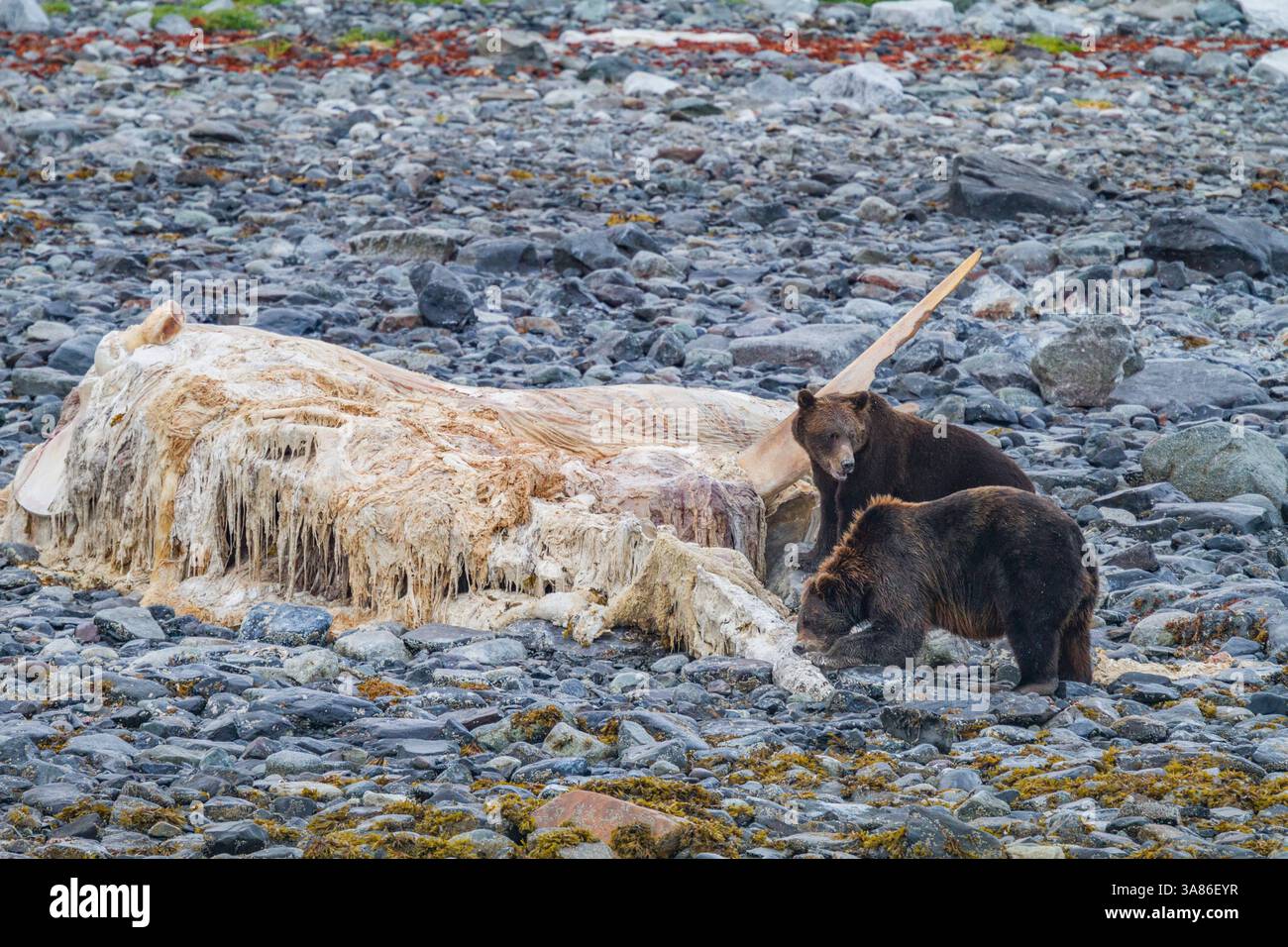 Ours bruns adultes (Ursus arctos) se nourrissant de carcasses de baleine à bosse, coupe de Scidmore, Parc national de Glacier Bay, Alaska, États-Unis d'Amérique Banque D'Images