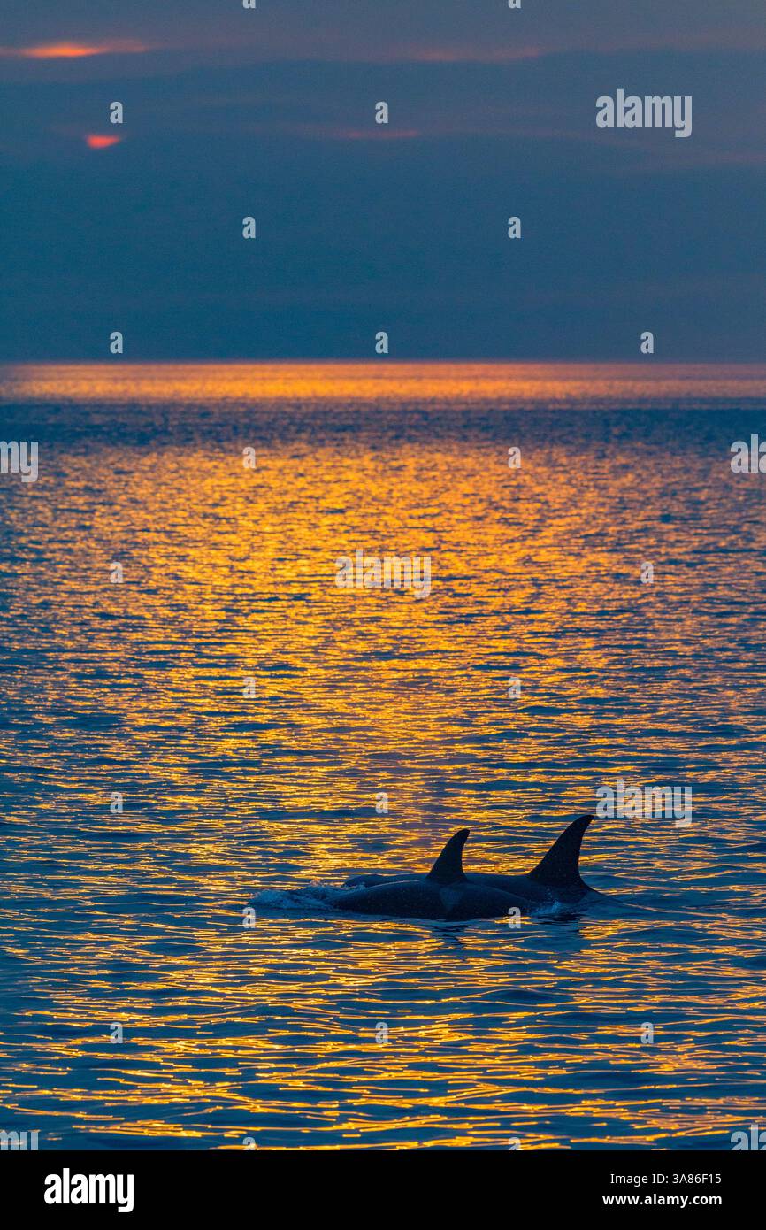 Rassemblement d'au moins deux gousses résidentes d'épaulards (Orcinus Orca) rencontrées près du coucher du soleil, détroit de Johnstone, Colombie-Britannique, Canada Banque D'Images Rassemblement d'au moins deux gousses résidentes d'épaulards (Orcinus Orca) rencontrées près du coucher du soleil, détroit de Johnstone, Colombie-Britannique, Canada Banque D'Images