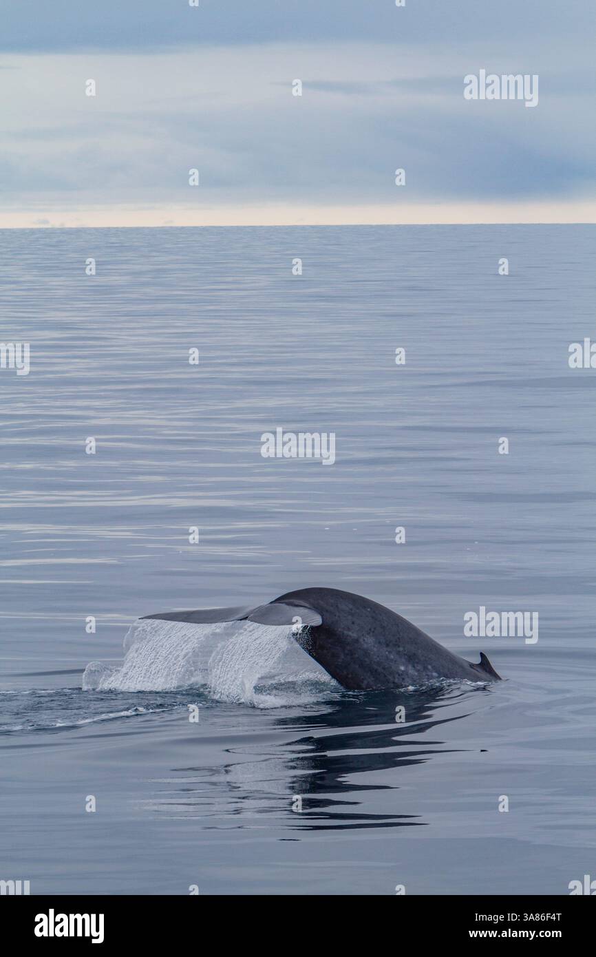 Observation rare d'un rorqual bleu adulte (Balaenoptera musculus) se nourrissant sous la surface dans l'archipel du Svalbard, Norvège Banque D'Images Observation rare d'un rorqual bleu adulte (Balaenoptera musculus) se nourrissant sous la surface dans l'archipel du Svalbard, Norvège Banque D'Images