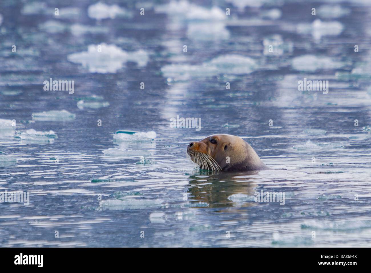 Phoque barbu adulte (Erignathus barbatus) nageant parmi les glaces dans l'archipel du Svalbard, Norvège Banque D'Images