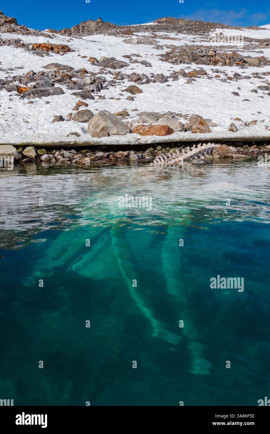 Carcasse de rorqual commun adulte (Balaenoptera physalus) à Holmabukta au large du nord-ouest de l'archipel du Svalbard, Norvège Banque D'Images