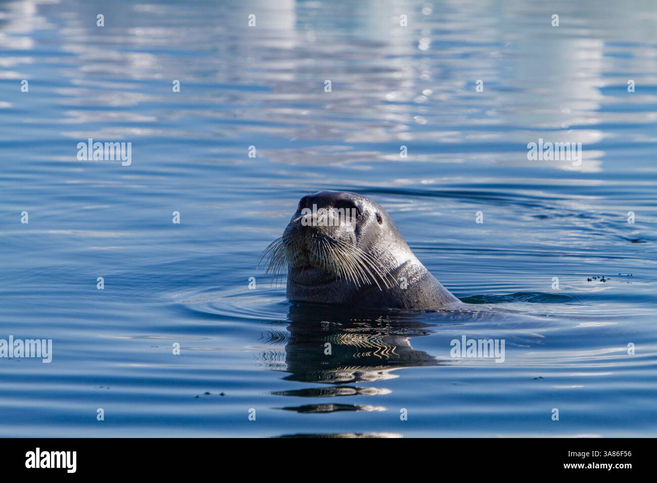 Phoque barbu adulte (Erignathus barbatus) nageant parmi les glaces dans l'archipel du Svalbard, Norvège Banque D'Images