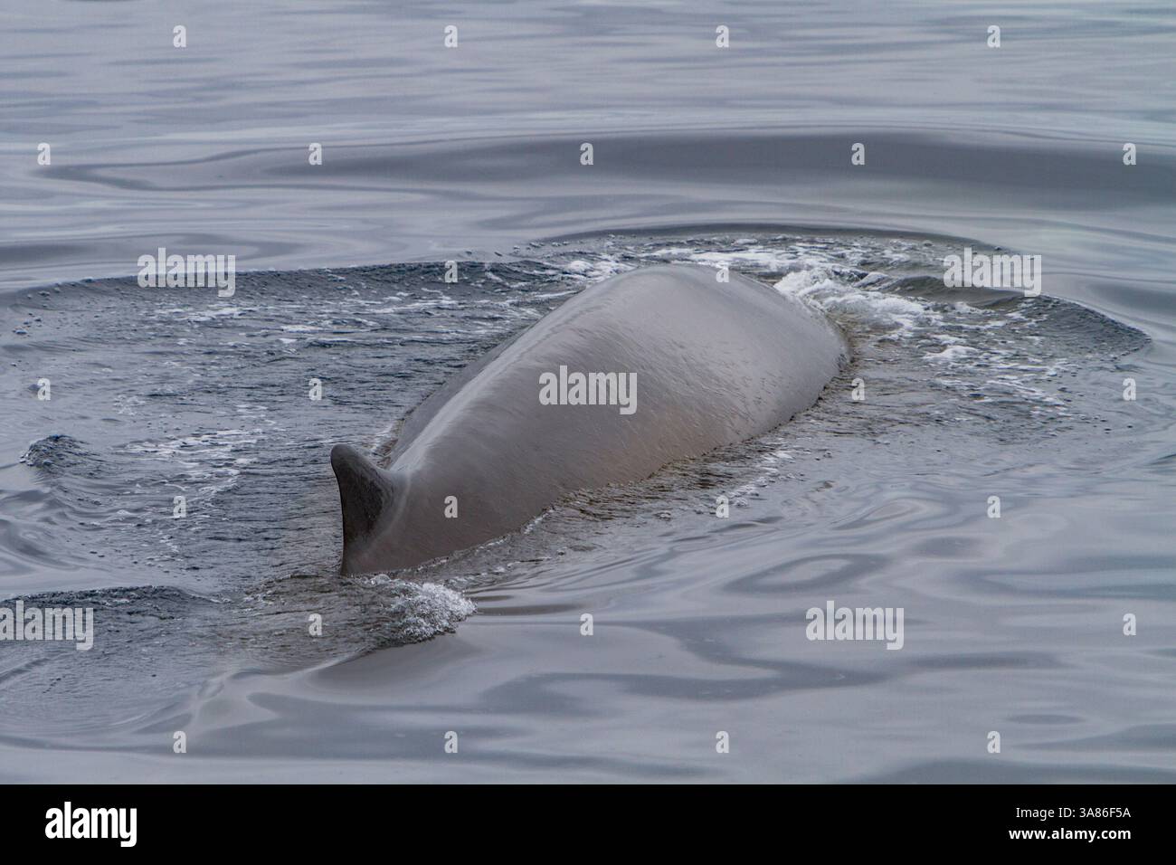 Rorqual commun adulte (Balaenoptera physalus) se nourrissant sous la surface dans les eaux riches au large de l'archipel du Svalbard, Norvège Banque D'Images