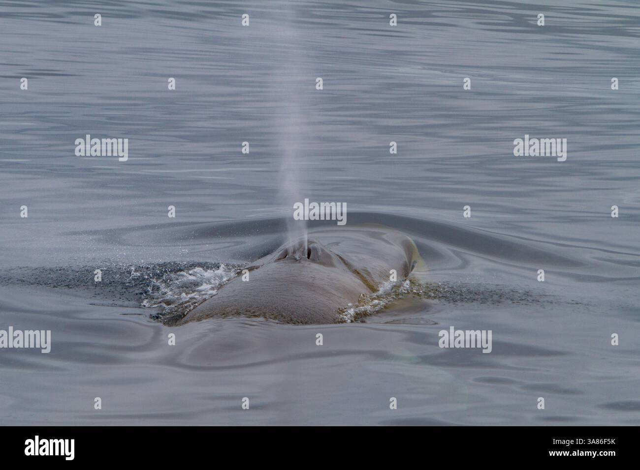 Rorqual commun adulte (Balaenoptera physalus) se nourrissant sous la surface dans les eaux riches au large de l'archipel du Svalbard, Norvège Banque D'Images
